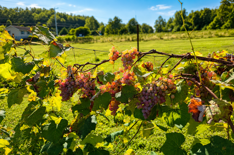 grapes hanging on a vine