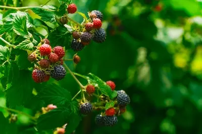 black raspberries