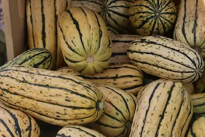 delicata squash
