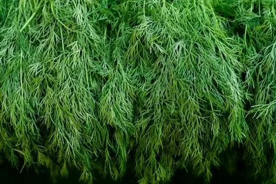 dill