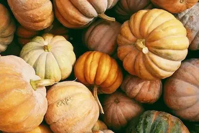 pumpkins